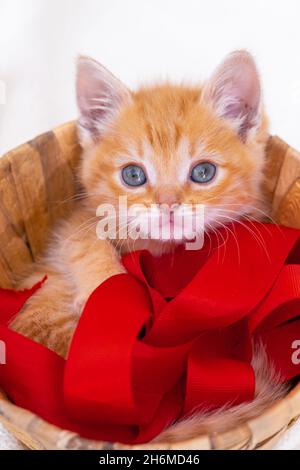 Gestreiftes, neugieriges rotes Kätzchen, das im Korb sitzt, mit pink-grauen Kugeln und Fäden auf weißem Bett. Niedliche kleine Ingwerkatze. Vertikal Stockfoto