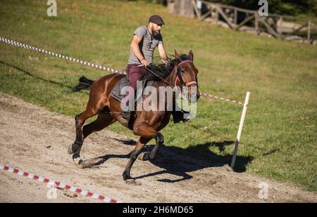 Vieira do Minho, Portugal - 14. November 2021: Amateur-Pferderennen im öffentlichen Park Vieira do Minho. Jockey und sein braunes Pferd laufen auf der Strecke. Stockfoto
