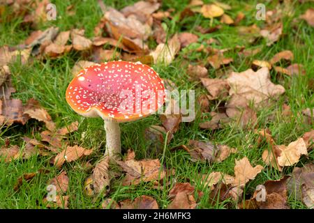 Identifizierung des Toadstockels Fliegenagarie, Symbiotsis Beziehung mit Birch Betula sp. Die, Anzeichen Herbst Laub Blätter auf dem Boden neben Pilzen. Stockfoto
