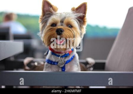 Ein kleiner brauner Yorkshire Terrier Hund, der auf der Terrasse des Café-Restaurants sitzt. Porträt eines glücklichen lächelnden jungen gesunden doggy Welpen mit offenem Mund rosa Ton Stockfoto