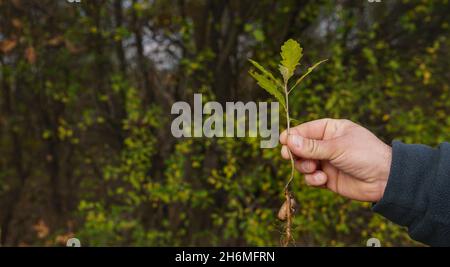 Junger Freiwilliger hält rechts einen kleinen Eichenbaumspalt mit einer Eichel, die bereit ist, gepflanzt zu werden. Schwerpunkt auf Baum und Hand Stockfoto