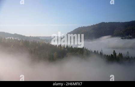 Nebel bedeckt Kiefernwälder auf den Karpaten in der Ukraine Stockfoto