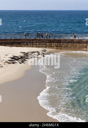 Robben entspannen an einem Strand in La Jolla Stockfoto