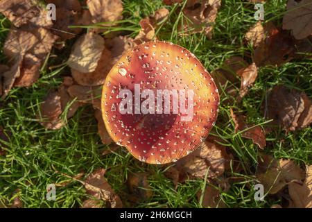 Fliegenpilz (Amanita muscaria). Blick auf einen einzigen Krötenstuhl mit fallender Dosenbirke, Betula pubescens, Herbstblättern, einem Baum spec Stockfoto