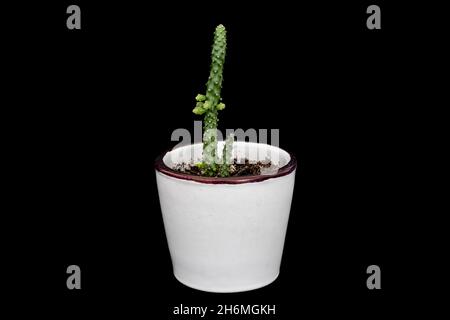 Kaktus blüht in einem weißen Blumentopf. Pflanzen in Töpfen für Heim- und Gartendekoration anbauen. Isolierter schwarzer Hintergrund Stockfoto