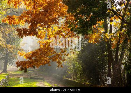 Herbstpark bei Regen und Sonne scheint bei Regen das Sonnenlicht durch das gelbe Laub der Ahornbäume Stockfoto