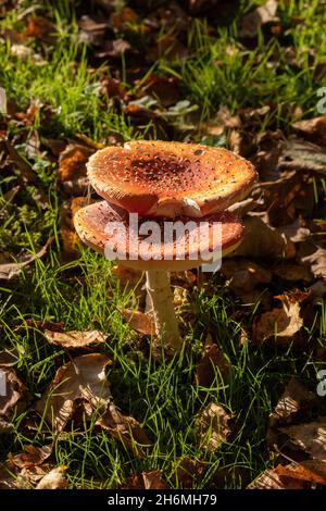 Farbenfrohe, rot bedeckte Fliegenpilze, Herbst, Laubblätter auf Gras, moosbedeckter Boden, hintergrundbeleuchtet, Rand beleuchtet, von Abendsonne. Oktober, Großbritannien Stockfoto