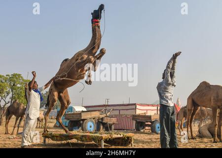 Pushkar, Indien. November 2021. (11/15/2021) die Pushkar-Messe ist eine der größten Kamel-, Pferde- und Rindermessen Indiens. Neben dem Handel mit Vieh, ist es eine wichtige Wallfahrtszeit für Hindus zum Pushkar See. Pushkar Messe hat sich auch zu einer bedeutenden Touristenattraktion für inländische und internationale Reisende, angesichts der kühleren Jahreszeit, die Fülle der bunten kulturellen Themen. (Foto: Shaukat Ahmed/Pacific Press/Sipa USA) Quelle: SIPA USA/Alamy Live News Stockfoto