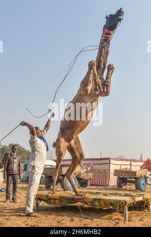 Pushkar, Indien. November 2021. (11/15/2021) die Pushkar-Messe ist eine der größten Kamel-, Pferde- und Rindermessen Indiens. Neben dem Handel mit Vieh, ist es eine wichtige Wallfahrtszeit für Hindus zum Pushkar See. Pushkar Messe hat sich auch zu einer bedeutenden Touristenattraktion für inländische und internationale Reisende, angesichts der kühleren Jahreszeit, die Fülle der bunten kulturellen Themen. (Foto: Shaukat Ahmed/Pacific Press/Sipa USA) Quelle: SIPA USA/Alamy Live News Stockfoto