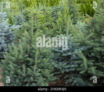 Junge Tannenbäume. Pflanzenkindergarten. Stockfoto