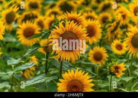 Sonnenblumen blühen in einem südfranzösischen Feld. Stockfoto