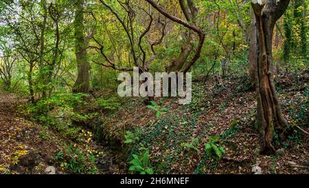 Panorama-Aufnahme von gemischten Bäumen im Herbst an einem Flussufer in Hang Bank Wood, einem uralten Wald im Gleadless Valley, Sheffield. Stockfoto