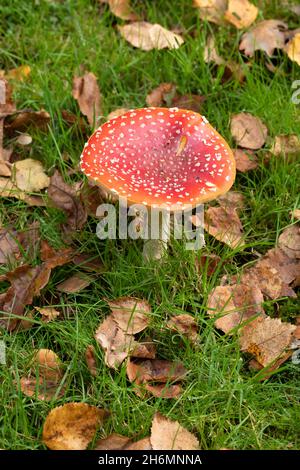 Red capped Toadstool, Pilz, Warnfarbe, Vorsicht Fly agaric Muscaria amatina, mögliche giftige psychoaktive, halluzinogene Eigenschaften, wenn gegessen. Stockfoto