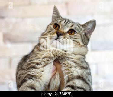 Schottische gerade goldene Tiger tabby Katze in den Händen auf dem Hintergrund der Wand, das Thema der Katzen und Katzen im Haus, Haustiere ihre Fotos und Th Stockfoto