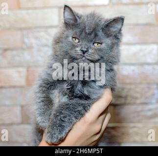 Blue Scottish Highland gerade Kätzchen in den Händen auf dem Hintergrund der Wand, das Thema der Katzen und Katzen im Haus, Haustiere ihre Fotos und thei Stockfoto