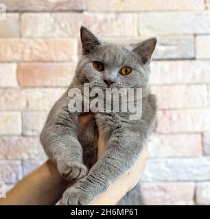 Schottisch-britische Farbkatze in den Händen gegen eine Backsteinmauer, das Thema von Katzen und Katzen im Haus, Haustieren, ihren Fotos und ihrem Leben Stockfoto