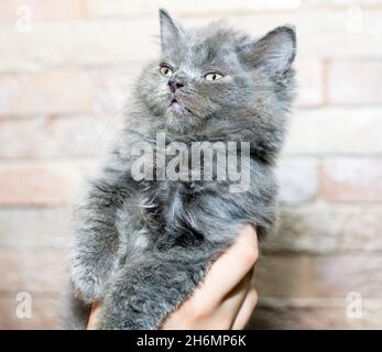 Blue Scottish Highland Kätzchen in den Händen auf dem Hintergrund der Wand, das Thema der Katzen und Katzen im Haus, Haustiere ihre Fotos und ihr Leben Stockfoto