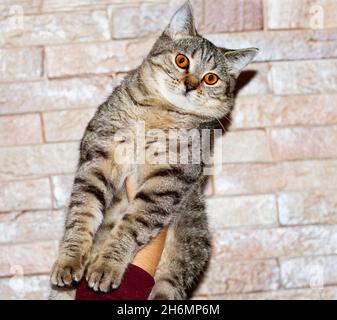 Schottische Chinchilla goldener Tiger tabby Katze in den Händen auf dem Hintergrund der Wand, das Thema der Katzen und Katzen im Haus, Haustiere ihre Fotos und Stockfoto