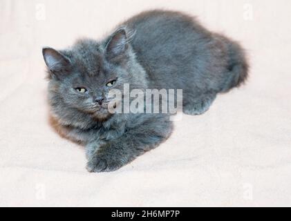 Blue Scottish Highland Straight Kätzchen auf weißem Hintergrund, das Thema von Katzen und Katzen im Haus, Haustiere ihre Fotos und ihr Leben Stockfoto