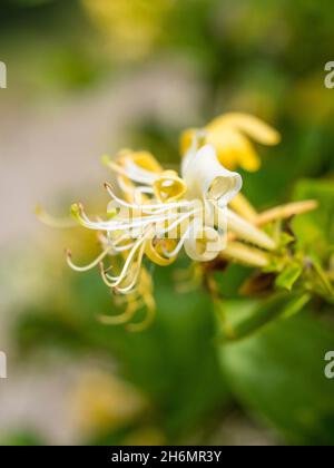 Blumenlandschaft, Ridgeway National Trail, Little Stoke, Oxfordshire, England, GB, GB. Stockfoto