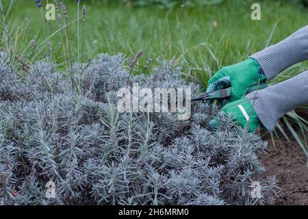 Der Gärtner sticht Lavendelbüsche im Garten Stockfoto