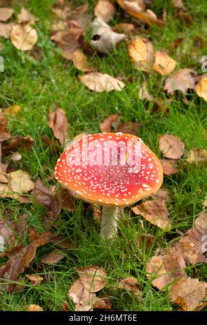 FLIEGENPILZ; MUSKARIEN; AMATINA; FLIEGENPILZE; PILZE; PILZE; BUNT; ROT; WARNUNG; FARBE, HERBST; GAP; HERBST; BLATT; BLÄTTER, FALL; BIRKE. BETULA. Stockfoto