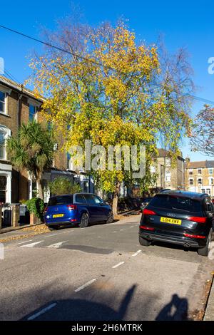 Autumnal River Birch (Betula nigra) Street Tree, London Stockfoto