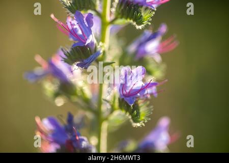 Blaue, melifere Blüten der Echium vulgare-Viper-Blüte und blaues Unkraut blüht im Sommer auf der Wiese bei Sonnenuntergang in den Strahlen der Kulisse Stockfoto