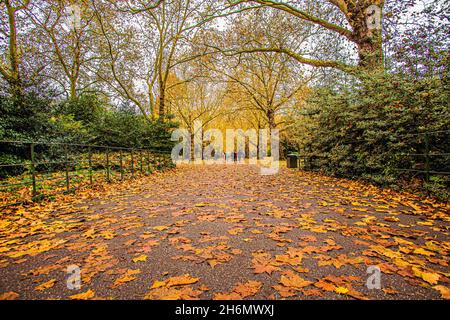 London, England, Großbritannien. November 2021. Battersea Park, London, Großbritannien, 13. November 2021. Battersea Park ist ein bekanntes Herbstziel in London. Abgesehen von der üblichen Auswahl an britischen Bäumen, hat es eine Vielzahl von subtropischen und Wintergärten, die es besonders faszinierend machen. Die hybriden Erdbeerbäume stechen hervor und färben in dieser Saison alles rot. (Bild: © Sabrina Merolla/ZUMA Press Wire) Stockfoto