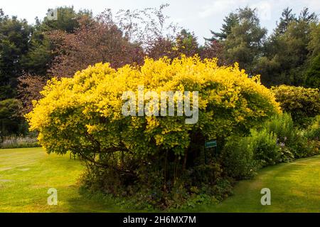 Cotinus coggygria Golden Spirit (Smoke Bush Venetian Sumach Rhus Cotinus) Ein kleiner Baum oder Strauch mit gelben Blättern im Herbst sommergrün & voll winterhart Stockfoto