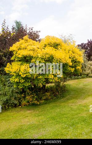 Cotinus coggygria Golden Spirit (Smoke Bush Venetian Sumach Rhus Cotinus) Ein kleiner Baum oder Strauch mit gelben Blättern im Herbst sommergrün & voll winterhart Stockfoto