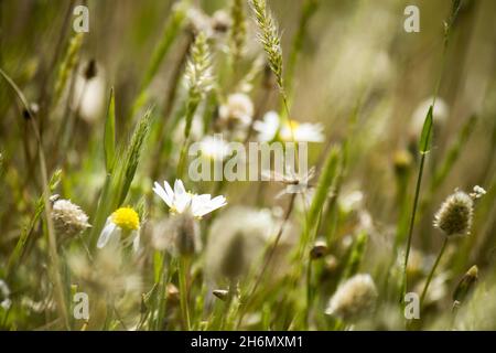 Nahaufnahme von blühenden kleinen Kamillen Stockfoto