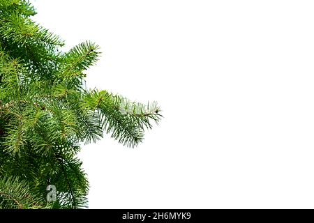 Weihnachtsbaum grünen Zweig isoliert mit Zapfen Stockfoto