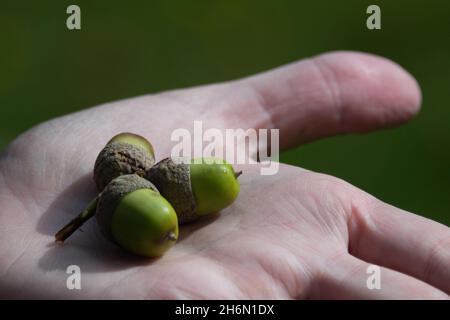 Makro von ganzen Eichelnüssen auf der Handfläche. Die Nuss einer Eiche ist rund und enthält ein oder zwei Samen. Die Außenseite der Mutter ist zäh und leat Stockfoto