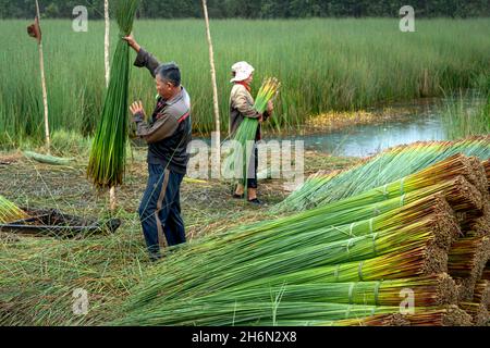 Duc Hoa District, Long an Province, Vietnam - 16. November 2021: Bauern ernten Lepironia articulata. Er wird von Menschen im Mekong-Delta geerntet Stockfoto