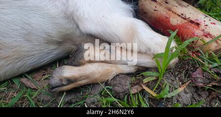 Ziegenmännchen, geschlachtet nach der Aqiqah-Tradition Stockfoto