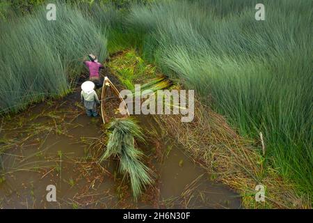 Duc Hoa District, Long an Province, Vietnam - 16. November 2021: Bauern ernten Lepironia articulata. Er wird von Menschen im Mekong-Delta geerntet Stockfoto