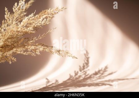 Abstrakter Hintergrund mit getrocknetem Pampagras und Schatten auf beigefarbener Wand. Florale Silhouette auf beigem Hintergrund - Bild Stockfoto