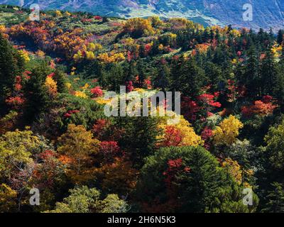 Herbstlaub, Tokachidake Onsen, Hokkaido, Japan Stockfoto