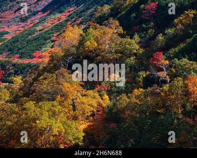 Herbstlaub, Tokachidake Onsen, Hokkaido, Japan Stockfoto