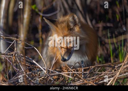Wilde Rotfuchsvulpen sahen sich im frühen Frühling in einem dichten, dunkelroten Gebiet entlang des Alaska Highway im Norden Kanadas versteckt und jagten. Stockfoto