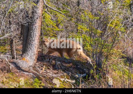 Wilder kanadischer Luchs, der im Sommer durch den borealen Wald im Norden Kanadas spazierengeführt wird. Stockfoto