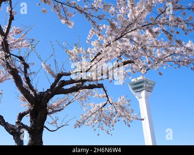 Kirschblüten und Goryokaku Tower, Hokkaido, Japan Stockfoto