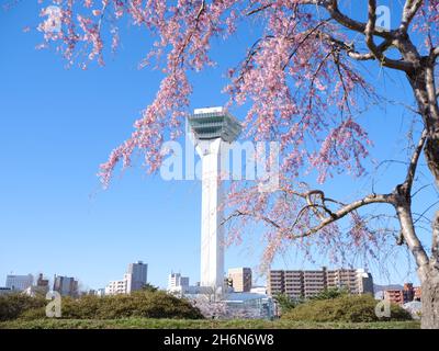 Kirschblüten und Goryokaku Tower, Hokkaido, Japan Stockfoto