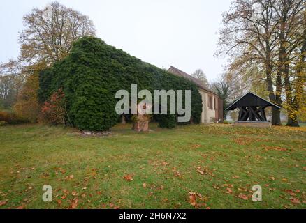 11. November 2021, Brandenburg, Fürstenberg/Havel/OT Himmelpfort: Die teilweise efeubewachsenen Ruinen des Zisterzienserklosters am Ufer des Haussees. Das Kloster 'Coeli Porta (Himmelstor)' wurde im 13. Jahrhundert von Markgraf Albrecht III. Gegründet Die Klosterkirche, eine Brauerei, Bauernhöfe und die Klostermauern sind teilweise erhalten und als Baudenkmäler geschützt. Foto: Soeren Sache/dpa/dpa-Zentralbild Stockfoto