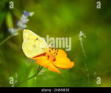 Orangenschwefelschmetterling (Colias eurythem), der sich im Garten von der gelben Cosmos-Blume ernährt. Natürlicher grüner Hintergrund mit Kopierbereich. Stockfoto