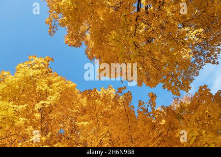 Herbstbäume im Crapo Park in Burlington, Iowa Stockfoto