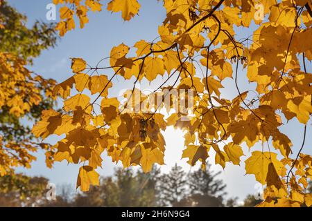 Herbstbäume im Crapo Park in Burlington, Iowa Stockfoto