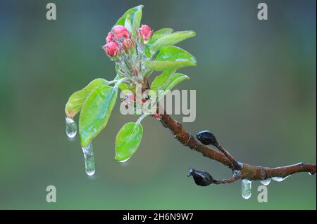 Mit einer Eisschicht verhindern, dass die Fruchtblüte gefriert. Gerinnungswärme. Stockfoto