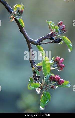 Mit einer Eisschicht verhindern, dass die Fruchtblüte gefriert. Gerinnungswärme. Stockfoto